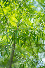 Leaves from weeping willow tree.