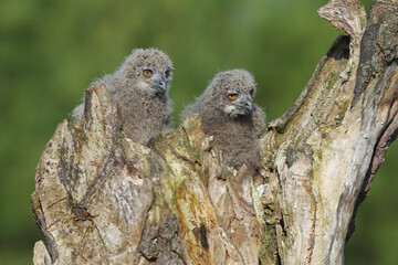 Two young Eurasian Eagle Owls on top of a tree

