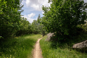 path in the forest