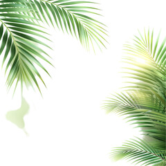 A leafy green palm tree with a white background