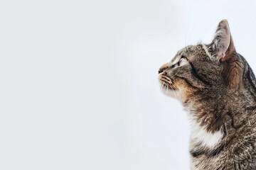 Obraz premium Cat Posing on White Background with Blank Space