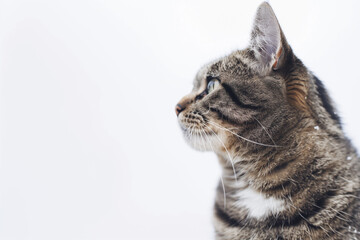 Cat Posing on White Background with Blank Space