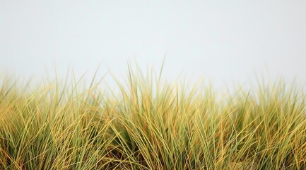 Obraz premium grass in the wind
