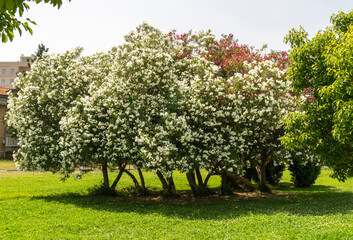 lush green park in Budva, blooming oleander trees, palm trees and residential buildings background,...