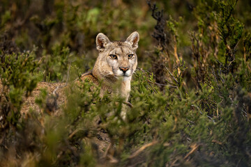 Puma stands in thick bushes looking out