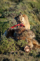 Puma stands chewing guanaco kill in sunshine