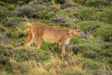 Puma stands in bushy scrubland staring ahead