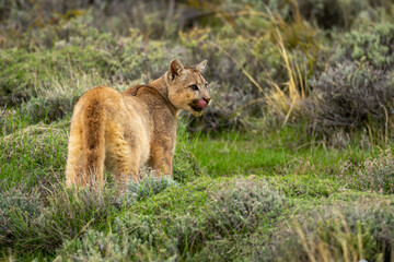 Puma stands licking lips in bushy scrubland
