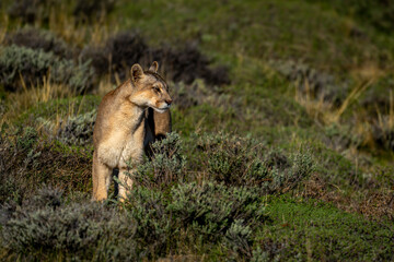 Puma stands in pre-Andean scrubland with catchlight