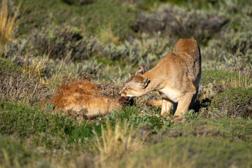 Puma stands gnawing guanaco covered in grass