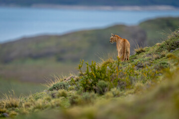 Puma stands on grasy ridge near lake