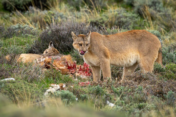 Puma stands licking lips while another feeds