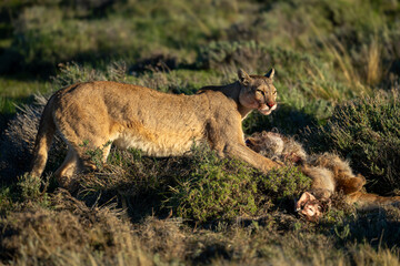 Puma stands over guanaco kill on scrubland
