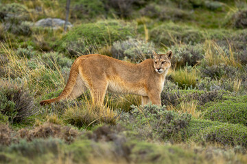 Puma stands looking back on bushy scrubland