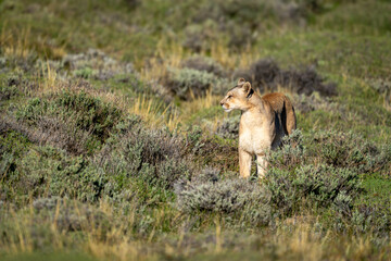 Puma stands in pre-Andean scrubland in sunlight