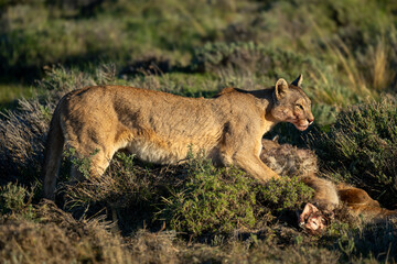 Puma stands over guanaco kill in scrubland