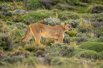 Puma stands licking lips on bushy scrubland