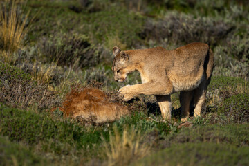 Fototapeta premium Puma stands pawing guanaco carcase in scrubland