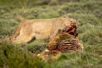 Puma stands ripping flesh from guanaco kill