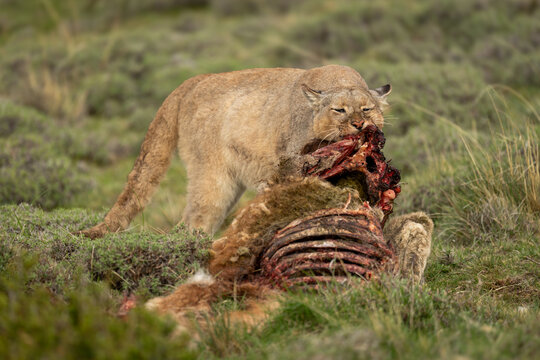 Puma stands pulling apart carcase on scrubland