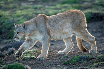 Puma walks down gentle slope in scrubland