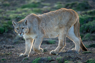 Puma walks down gentle slope lifting paw