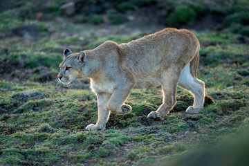 Puma walks down grassy hillside lifting foot