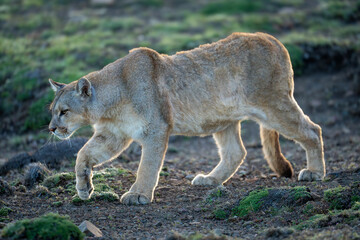 Puma walks down gentle slope lifting foot