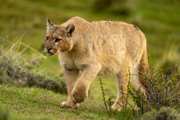 Puma walks up grassy slope lifting paw