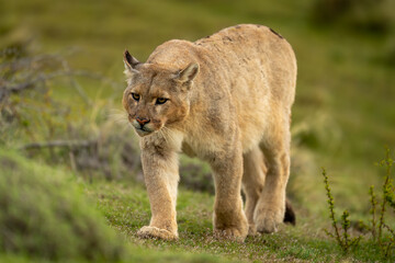 Naklejka premium Puma walks up grassy slope tilting head