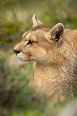Puma with catchlight lies in thick undergrowth