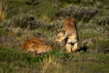 Puma walks round guanaco carcase in scrubland