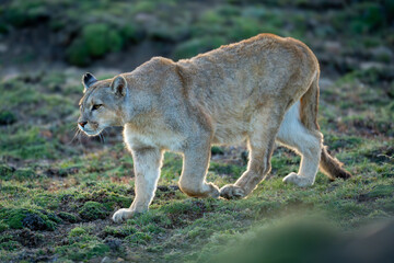 Puma walks down hill with blurred foreground