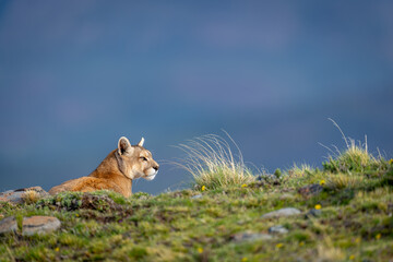Puma with catchlight lies on grassy ridge
