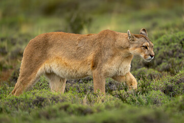 Puma walks through thick bushes lifting paw
