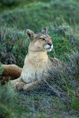 Puma with catchlight lies staring among bushes