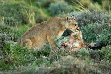 Puma with catchlight sits licking guanaco carcase