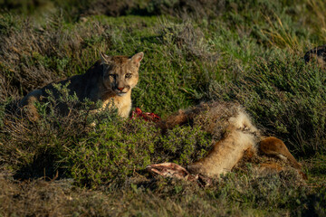 Puma with catchlight sits beside guanaco carcase