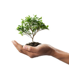A small tree holding a human hand on white background