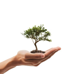 A small tree holding a human hand on white background