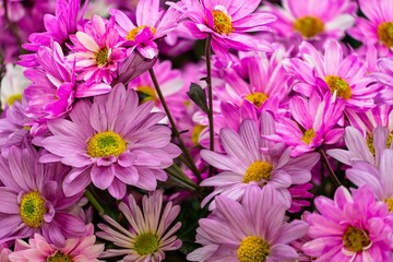 Close-Up of Pink Daisies in Bloom