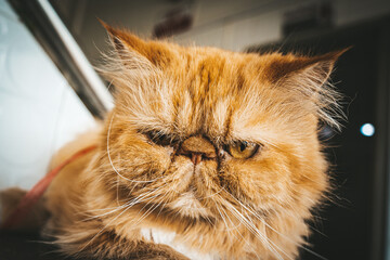 portrait of a cat