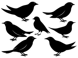 set of silhouettes of birds Vector, isolated black silhouette bird bundle

