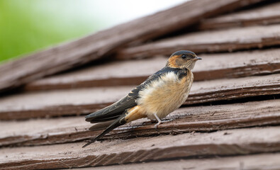 Red-rumped Swallow standing on the roof