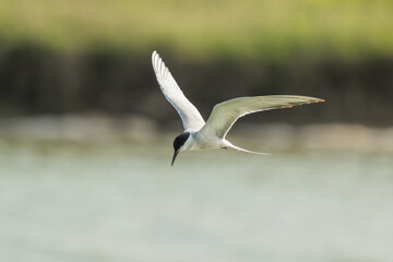 A Common Tern in flight