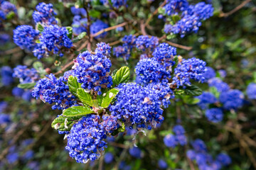 close up of flowers in the garden