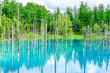 北海道美瑛町の青い池
