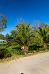 Palm Tree in Pendik Sahil Park