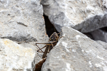 Grasshopper on rocks