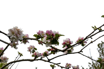 pink cherry tree blossom